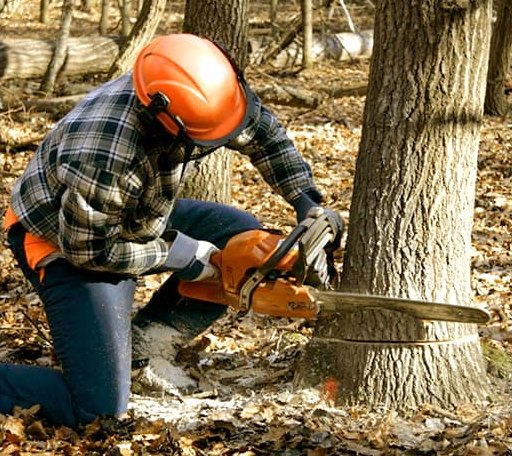 Tree Removal in University Center, MI